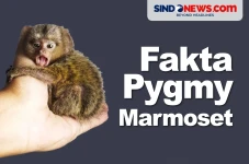 Fakta Menarik Pygmy...
