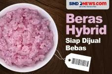 Beras Hybrid yang Diciptakan...