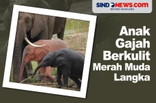 Sangat Langka, Anak...