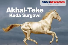 Kuda Akhal-Teke Ras...