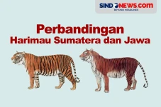 Perbandingan Harimau...