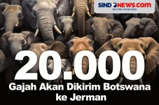 20.000 Gajah Akan Dikirim...