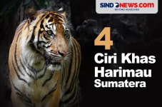 4 Ciri Khas Harimau...