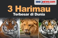 3 Jenis Harimau Terbesar...