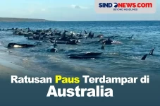 Ratusan Paus Pilot Terdampar...