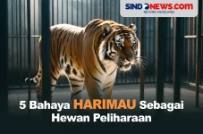 5 Bahaya Harimau Dijadikan...