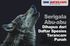 Serigala Abu-abu Akan...
