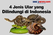 Jangan Dipelihara! Berikut...