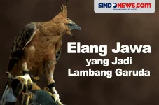 Fakta Menarik Elang...