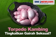 Benarkah Torpedo Kambing...