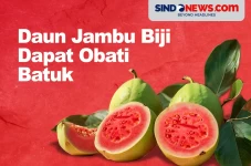 Daun Jambu Biji Dapat...