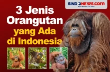 3 Jenis Orangutan yang...