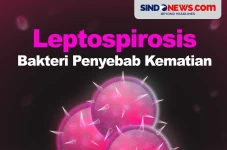 Mengenal Leptospirosis,...