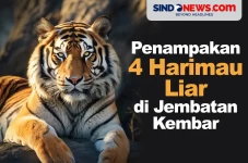 Viral Penampakan 4 Harimau...