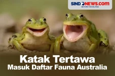 Ini Keunikan Katak Tertawa...
