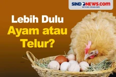 Lebih Dulu Ayam atau...