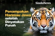 Penampakan Harimau Jawa...