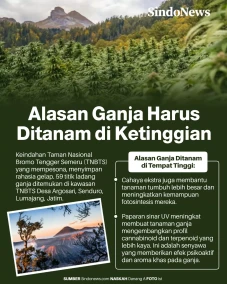 Ini Alasan Mengapa Tanaman...