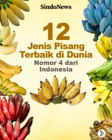 12 Jenis Pisang Terbaik...