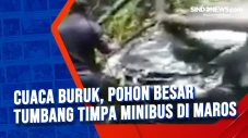 Cuaca Buruk, Pohon Besar...