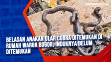 Belasan Anakan Ular...