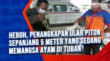 Heboh, Penangkapan Ular...