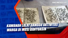 Kawanan Lalat Ganggu...