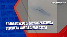 Buaya Muncul di Ladang...