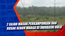 2 Gajah Masuk Perkampungan...