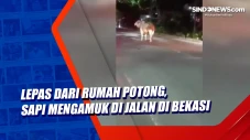 Lepas dari Rumah Potong,...