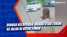 Diduga Kelaparan, Orang...