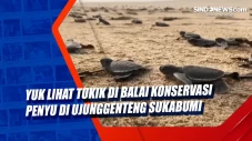 Yuk Lihat Tukik di Balai...