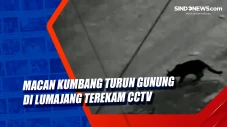 Macan Kumbang Turun...