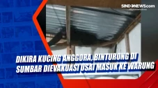 Dikira Kucing Anggora,...