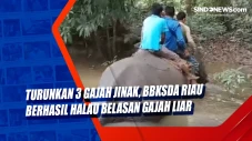 Turunkan 3 Gajah Jinak,...