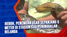 Heboh, Penemuan Ular...