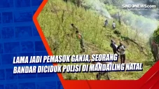Lama jadi Pemasok Ganja,...