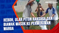 Heboh, Ular Piton Raksasa...