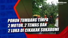 Pohon Tumbang Timpa...