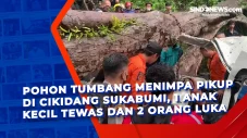 Pohon Tumbang Menimpa...