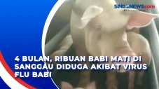 4 Bulan, Ribuan Babi...