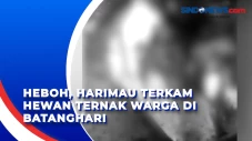 Heboh, Harimau Terkam...