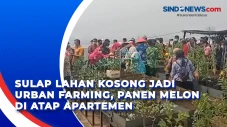 Sulap Lahan Kosong Jadi...