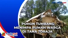 Pohon Tumbang Menimpa...