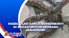 Ngeri, Ular Sanca Bersembunyi...