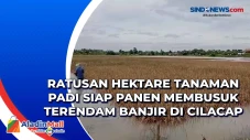 Ratusan Hektare Tanaman...