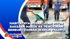 Habitatnya Rusak, Ular...