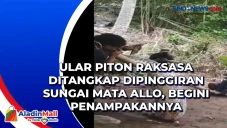 Ular Piton Raksasa Ditangkap...