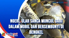 Ngeri, Ular Sanca Muncul...