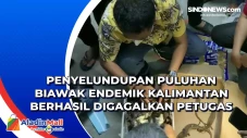 Penyelundupan Puluhan...